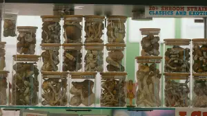 Backdrop to the movie "Searching for Drug Peace" #777642