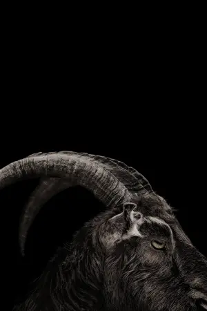 Poster to the movie "The Witch" #251888