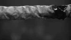 Backdrop to the movie "Raging Bull" #656091