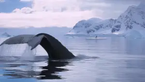 Backdrop to the movie "Kina & Yuk : renards de la banquise" #757765