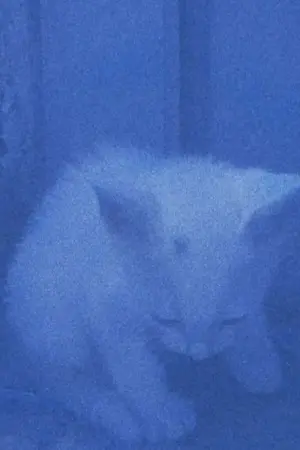 Movie poster "I went to the garden of love, reel 1: the cats rescued last night (January 23, 2024)"