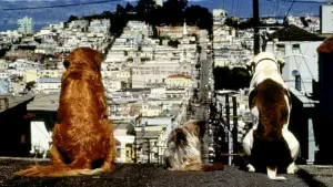 Backdrop to the movie "Homeward Bound II: Lost in San Francisco" #280622