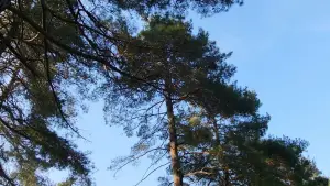 Backdrop to the movie "When I