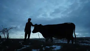 Backdrop to the movie "Animals in War" #692693