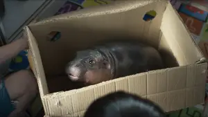 Backdrop to the movie "Food Truck: Stolen Love... and Moo Deng" #811013