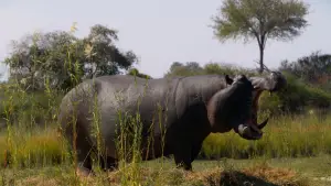 Backdrop to the movie "Pepe" #757282