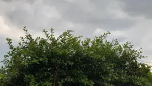 Backdrop to the movie "Cartas" #200745