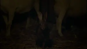 Backdrop to the movie "The Witch" #600271