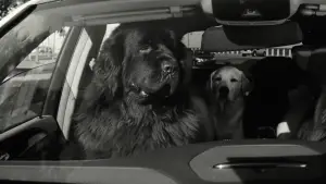 Backdrop to the movie "Kinds of Kindness" #591141