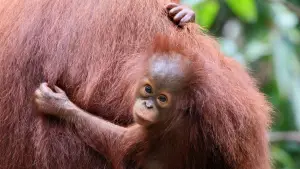 Backdrop to the movie "Orang Utans - Keepers of the Jungle" #922230