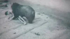 Backdrop to the movie "Faces of Death" #599395