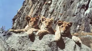 Backdrop to the movie "Living Free" #742307