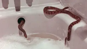 Backdrop to the movie "Rattlers" #737841