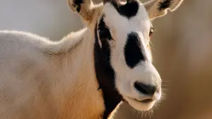 Backdrop to the movie "Horizon Saudi Arabia" #793424