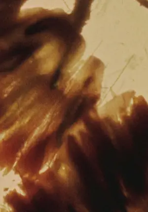 Poster to the movie "Mothlight" #703593