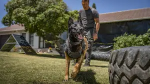 Backdrop to the movie "Muzzle: City of Wolves" #509963