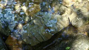 Backdrop to the movie "Parasite" #525859