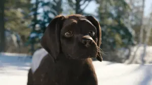 Backdrop to the movie "Cat and Dog" #429754