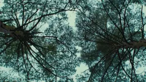 Backdrop to the movie "Evil Does Not Exist" #756351