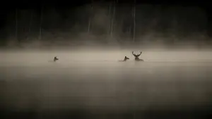 Backdrop to the movie "Whispers in the Woods" #534611