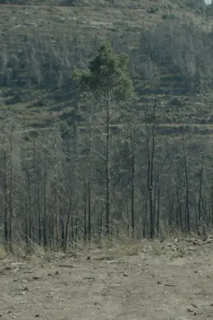 Poster to the movie "Pines" #453503