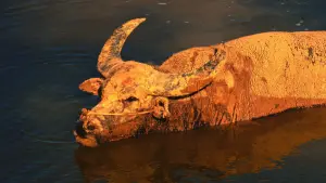 Backdrop to the movie "The Rib of the Greater Bay Area" #776377