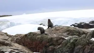 Backdrop to the movie "Antarctica" #670571