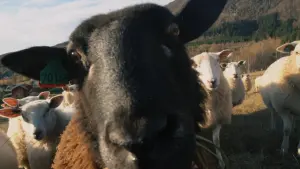 Backdrop to the movie "Woolly" #197011