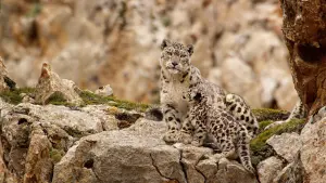 Backdrop to the movie "Born in China" #436614