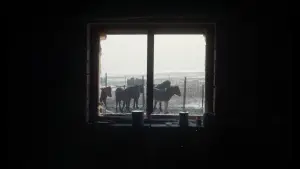 Backdrop to the movie "To Kill a Mongolian Horse" #914812