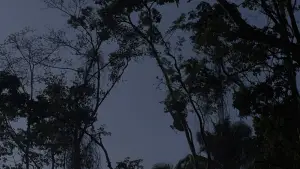 Backdrop to the movie "Predator" #559754