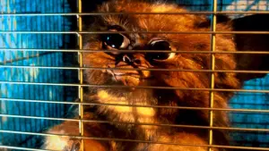 Backdrop to the movie "Gremlins" #240403