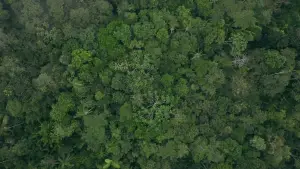 Backdrop to the movie "Eat More Trees" #928063