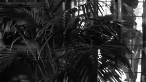 Backdrop to the movie "Dead Again" #791574