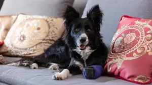 Backdrop to the movie "Psoty" #543511