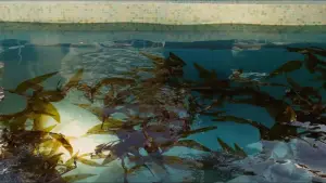 Backdrop to the movie "Aquamarine" #869294