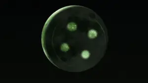 Backdrop to the movie "Coraline" #522295