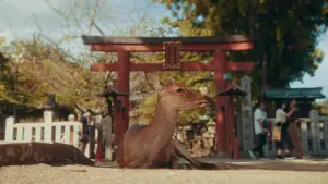 Backdrop to the movie "Streets of Japan" #563174