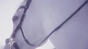 Backdrop to the movie "The Ugly Stepsister" #519095