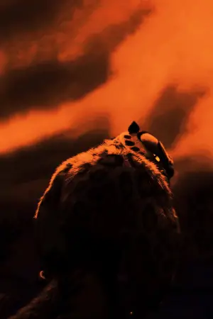 Poster to the movie "Kung Fu Panda" #569058