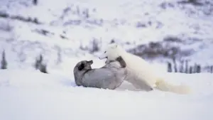 Backdrop to the movie "Kina & Yuk : renards de la banquise" #757771