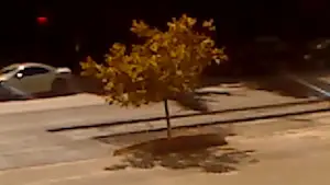 Backdrop to the movie "Dry Leaf" #770899