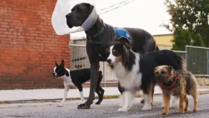 Backdrop to the movie "Strays" #212168