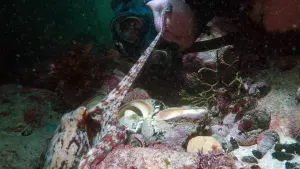 Backdrop to the movie "My Octopus Teacher" #383001