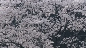 Backdrop to the movie "Railroad Man" #538830