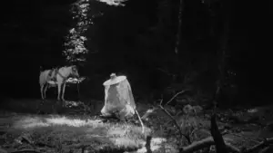 Backdrop to the movie "Rashomon" #702003