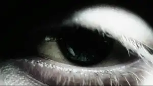 Backdrop to the movie "Harry Potter and the Half-Blood Prince" #798505