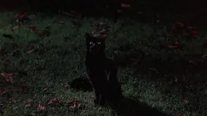 Backdrop to the movie "Hocus Pocus" #243421