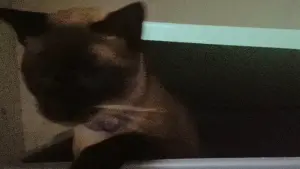 Backdrop to the movie "O gato voador" #199724