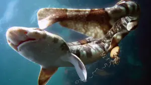 Backdrop to the movie "My Octopus Teacher" #383000